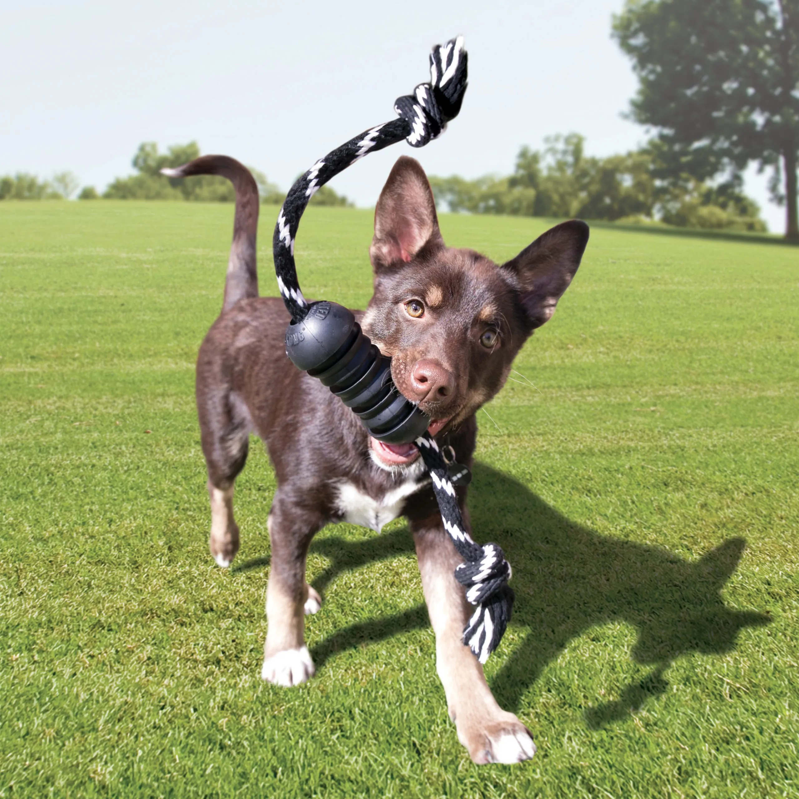 KONG EXTREME DENTAL W/ROPE MEDIANO - Imagen 3