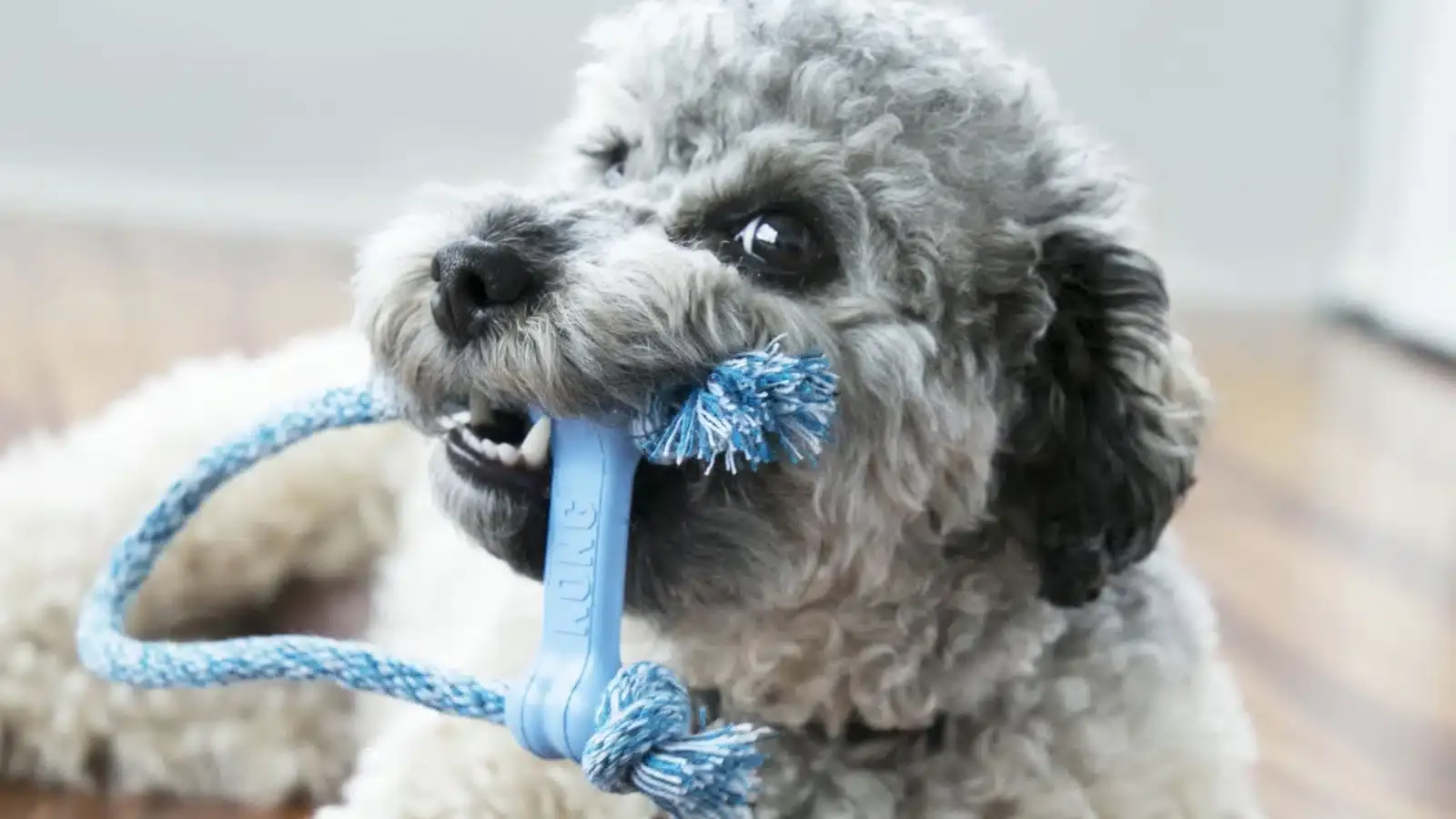 Kong Puppy Goodie Bone With Rope Xsmall - Imagen 2