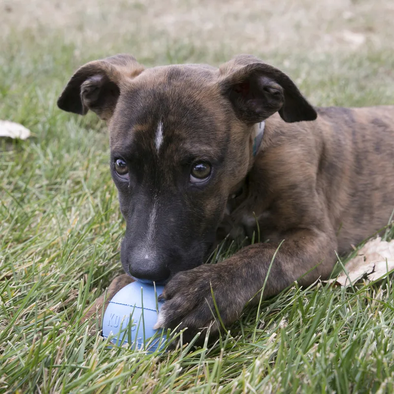 Kong Puppy Ball Mediano/Grande – Pelota Para Cachorros - Imagen 2
