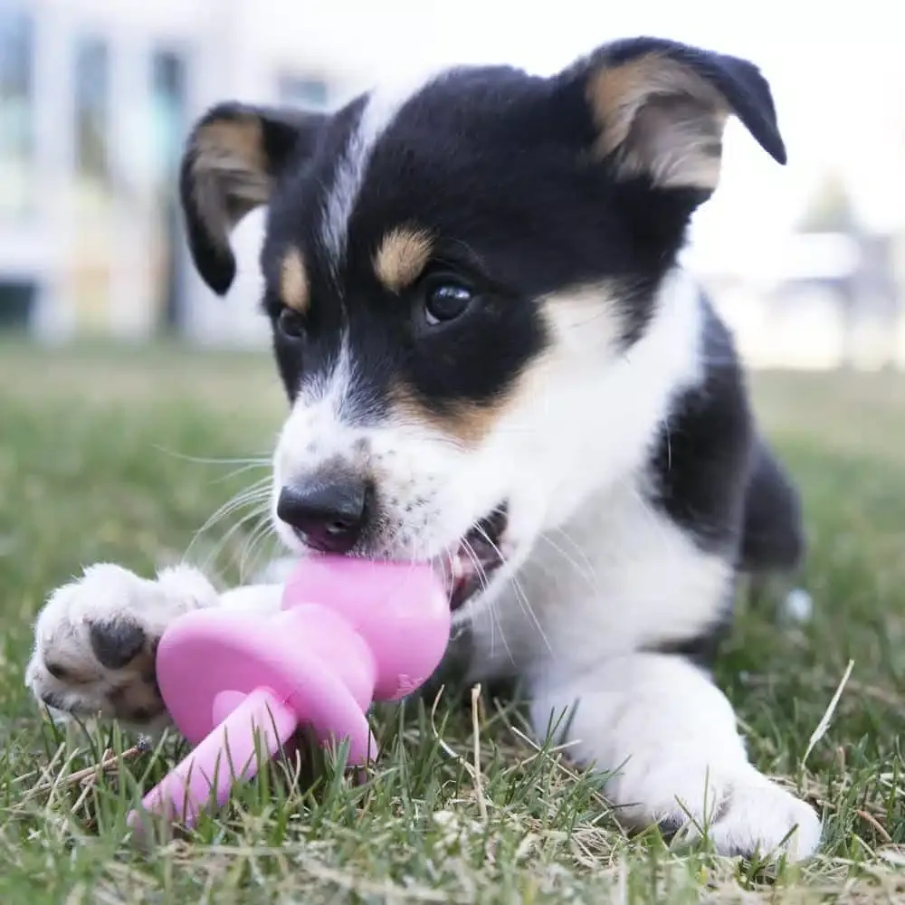 Kong Binkie – Para Cachorros - Imagen 2