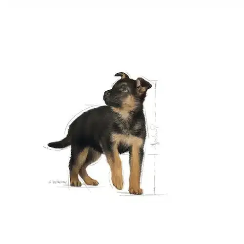 Royal Canin Maxi Puppy - Imagen 3