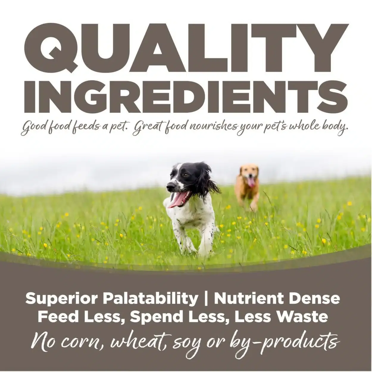 Nutrisource Senior (Pollo y Arroz) - Imagen 4