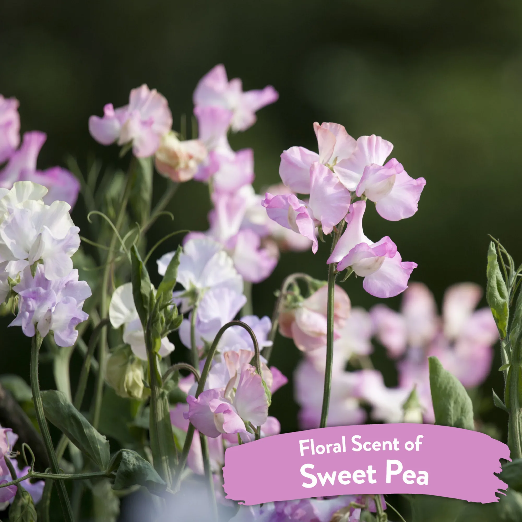 Tropiclean Spray Desenredante Sweet Pea – Cuidado del Pelaje para Perros y Gatos 16oz - Imagen 5