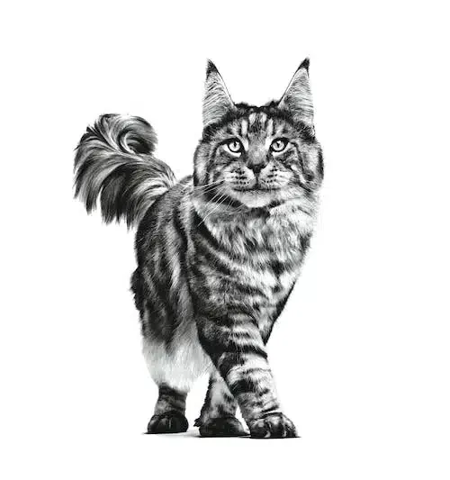 Royal Canin Cat Hypoallergenic – Alimento Hipoalergénico para Gatos con Alergias Alimentarias - Imagen 4