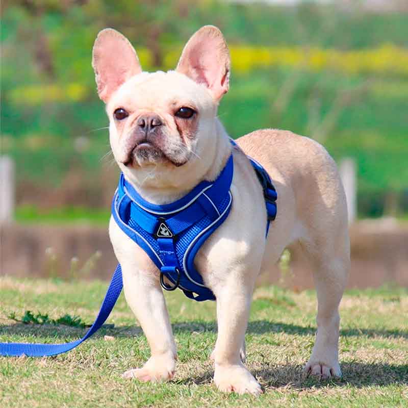 Pechera Perro Talla M - Imagen 2