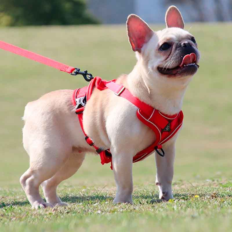 Arnés y Correa para Perro Talla L
